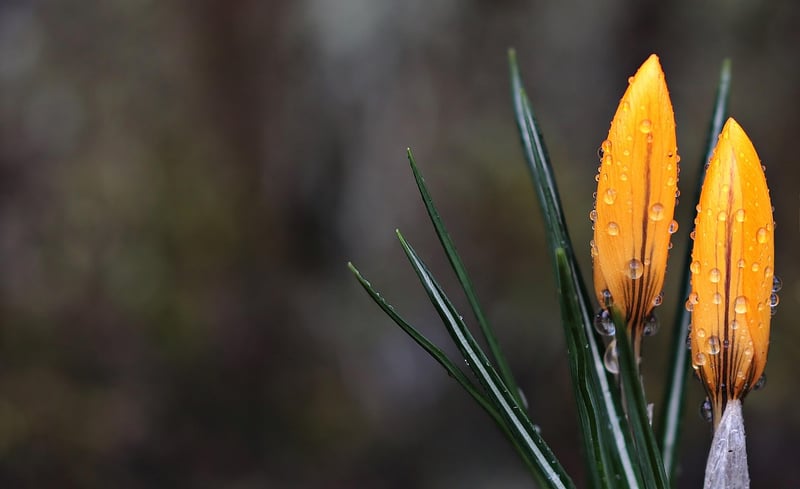 Aromatherapy Essential Oils